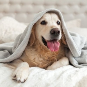The Aviary Hotel Is Now A Pet-Friendly Hotel