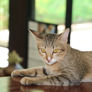 Meet the Cat of The Aviary Hotel